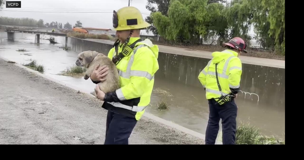Small dog rescued from rising floodwaters in California | Pets, Animals ...