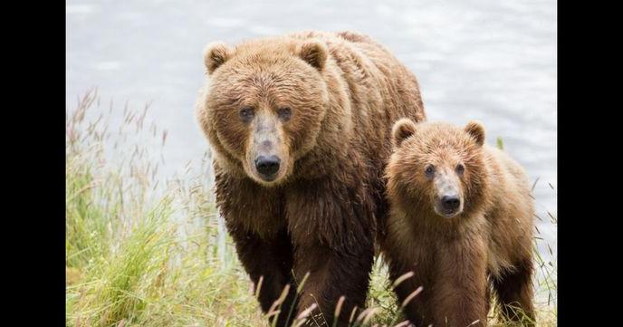 Alaskan community rocked after state kills mama brown bear, 3 cubs