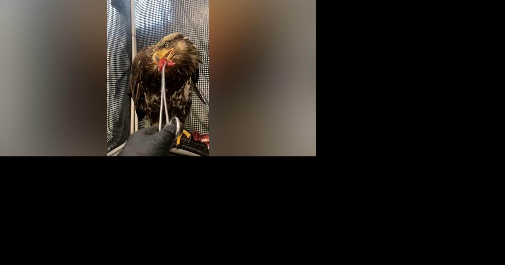 Two injured bald eagles in critical care in Bend | Pets, Animals and ...