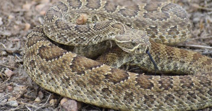 Read moreDog survives rattlesnake bite in Oregon's Columbia River Gorge