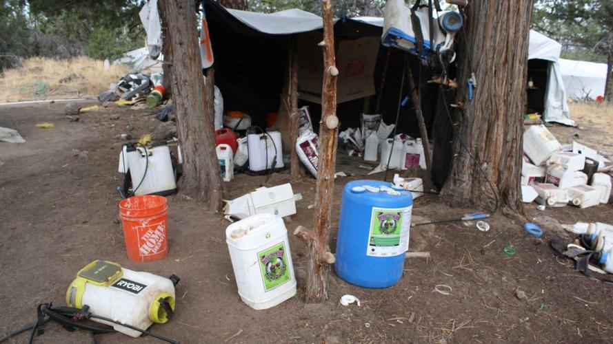 'Large-scale' illegal marijuana bust in Klamath County | Central-oregon ...