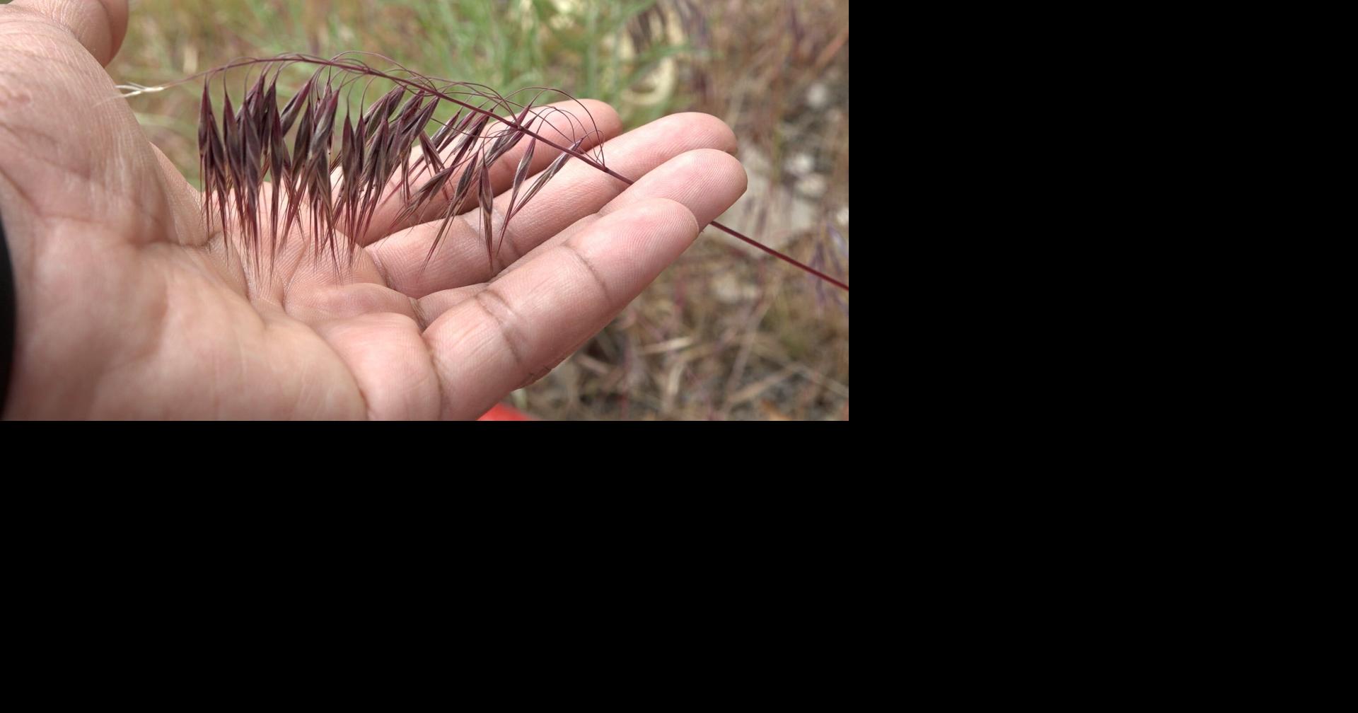 Cheatgrass is back in Central Oregon and can be deadly to your dog: What to look...