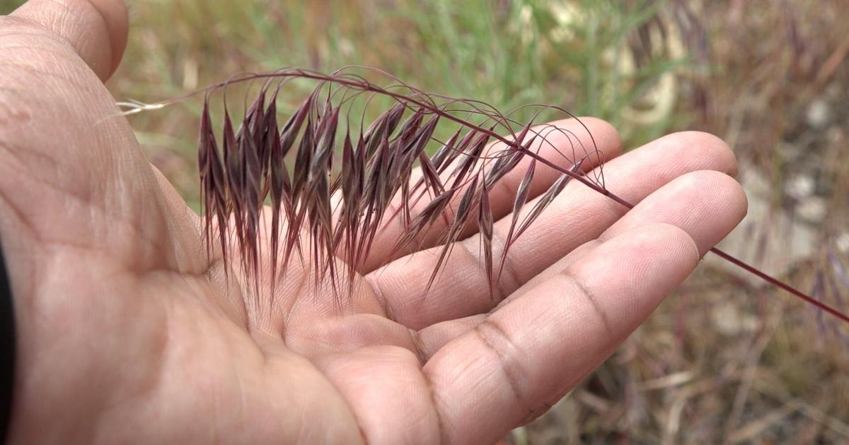 Cheatgrass causing discomfort for both dogs and their owners