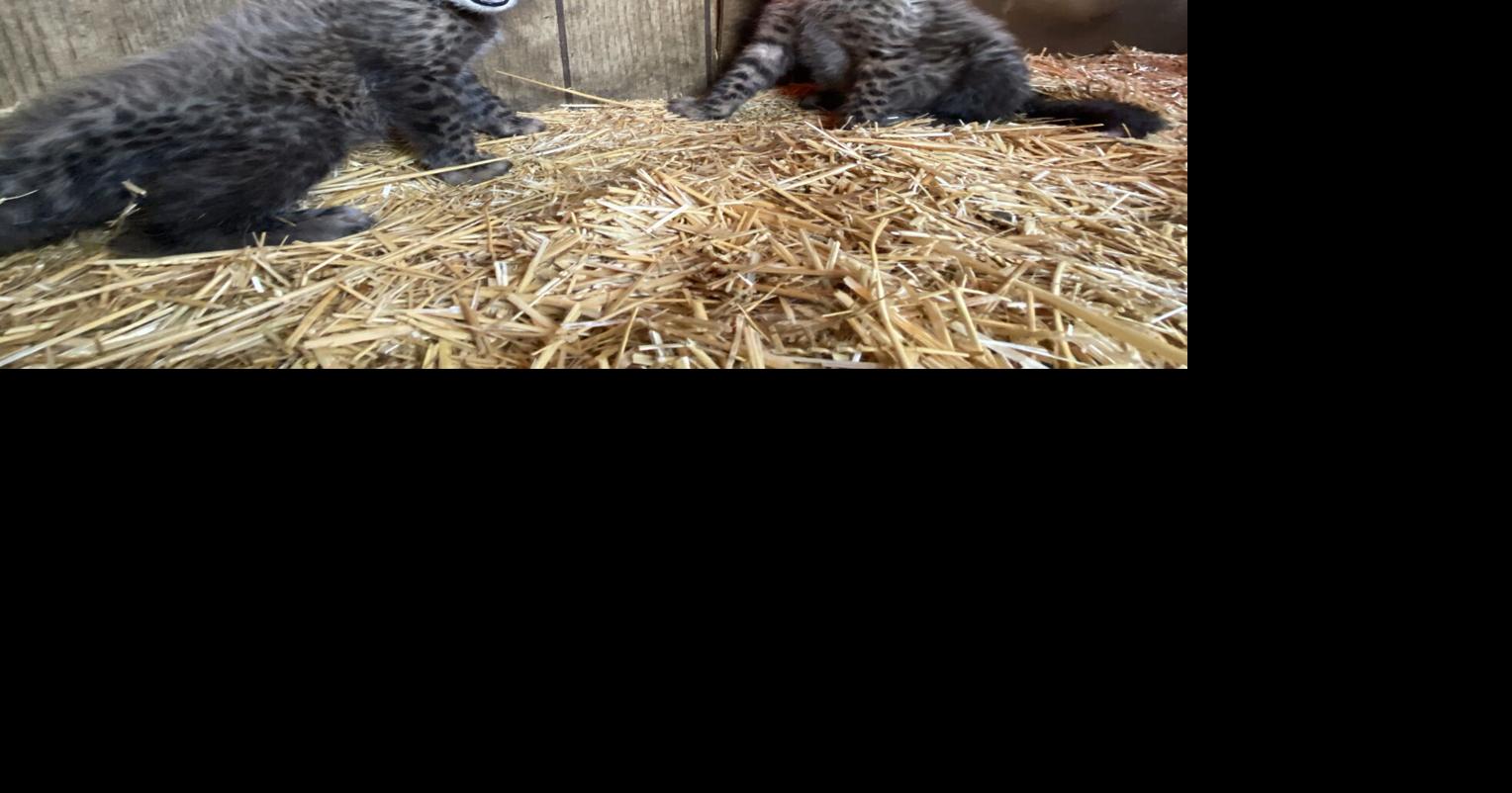 Wildlife Safari welcomes 2 Cheetah cubs born to 'genetically valuable ...