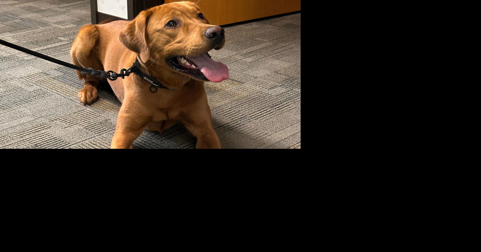 Read moreKids can help name Oregon State Police's new fish and wildlife K-9