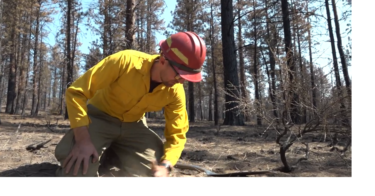 Most trees burned in Akawa Butte Fire will die, but the soil is healthy for a rebound