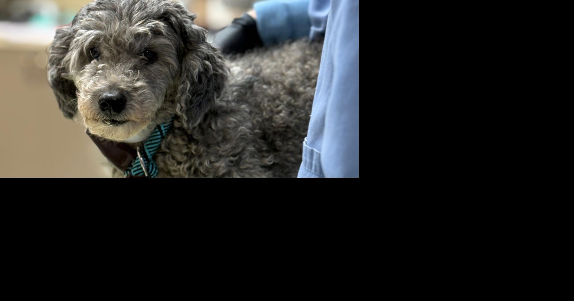 68dee3026ca5f.image.jpg?crop=1920,1008,0