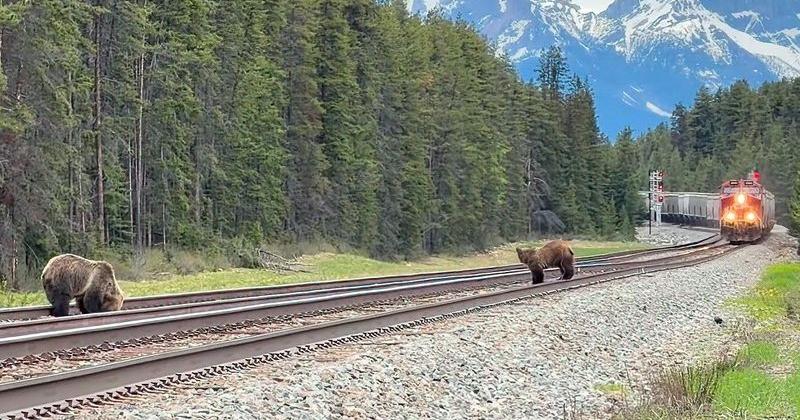 Read moreClose call as grizzly bear, cub 'dodge' train in Banff National Park caught on video