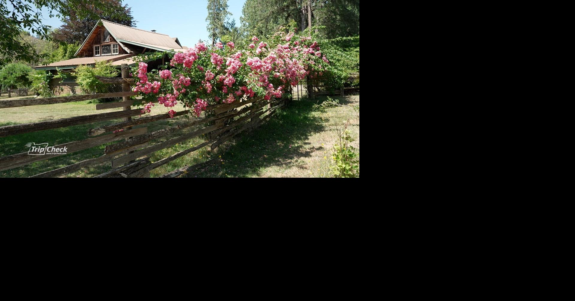 Leaping Lamb Farm and Farm Stay in Oregon Coast Range | Destination ...