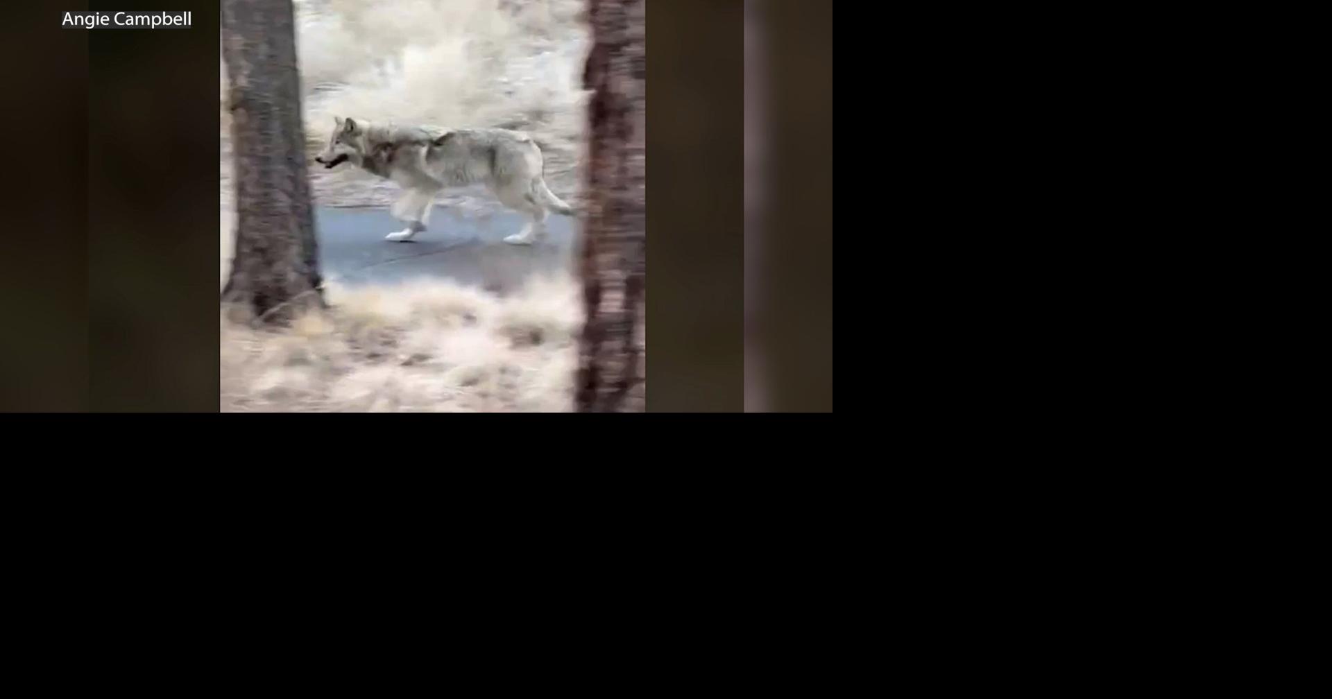Wolf Sightings Raise Safety Concerns in Oregon Communities