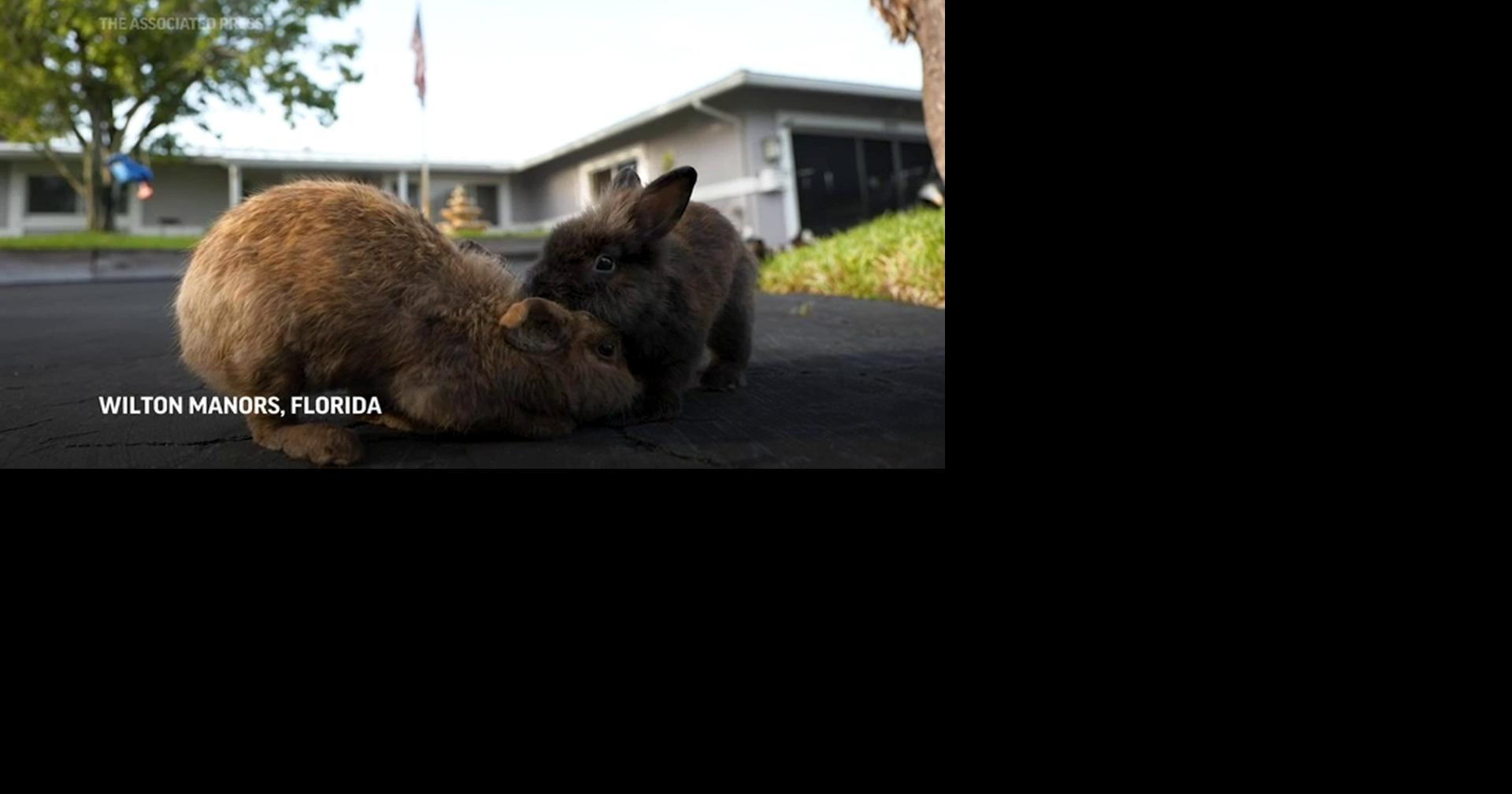 Fuzzy invasion of domestic rabbits has Florida suburb hunting for new ...