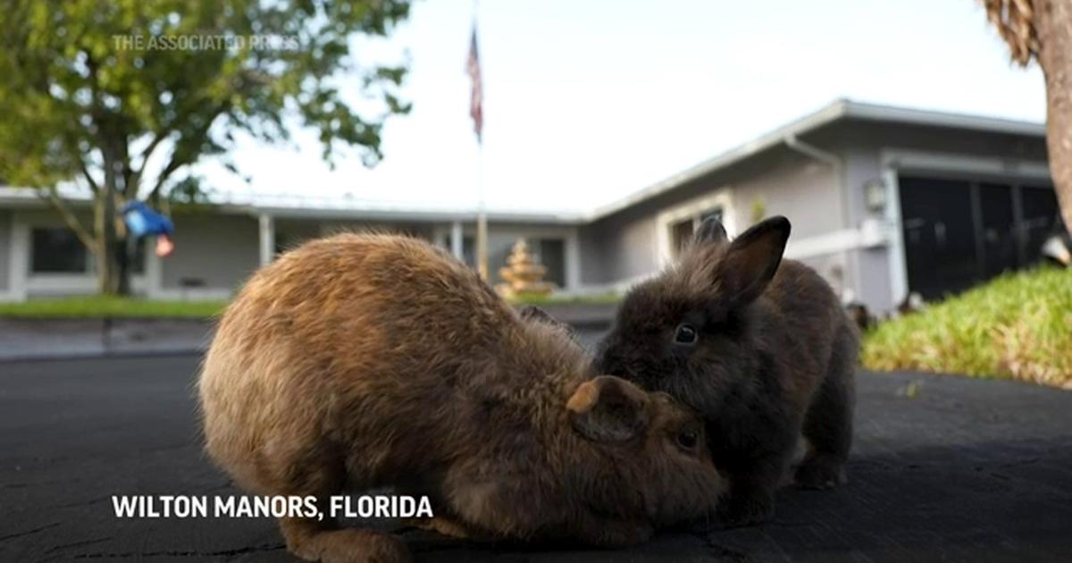 Fuzzy invasion of domestic rabbits has Florida suburb hunting for new ...