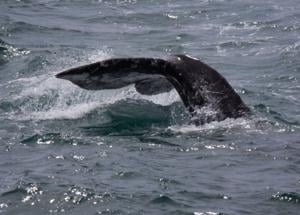 Second Whale Discovered on Cruise Ship Bow in Alaska Waters
