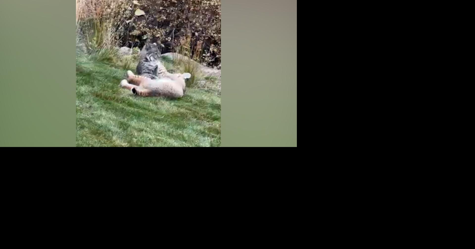 Bobcats spotted horsing around in Bend Central Library neighborhood ...