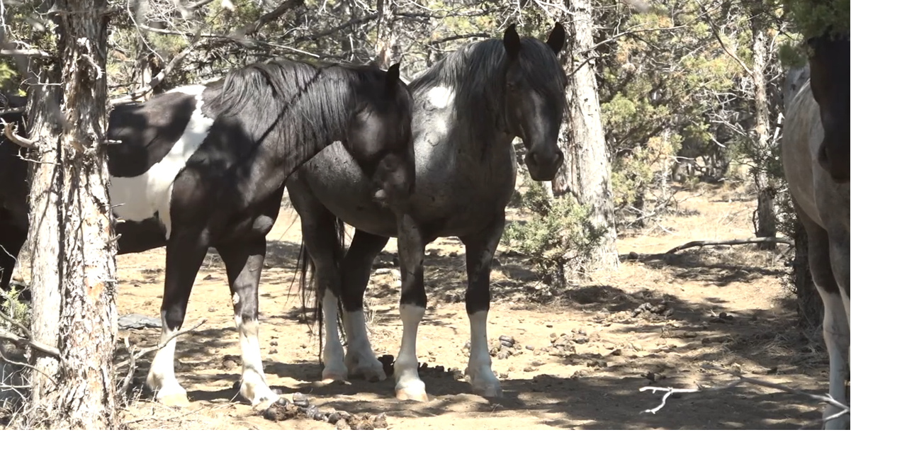 This Bend ranch gives 'slaughter pipeline' horses a second chance