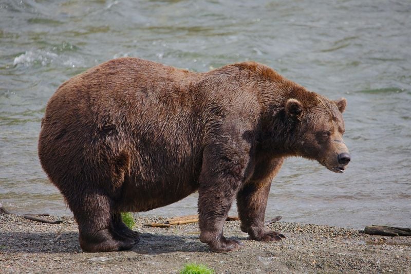Fat Bear Week is back: Meet this year's contenders