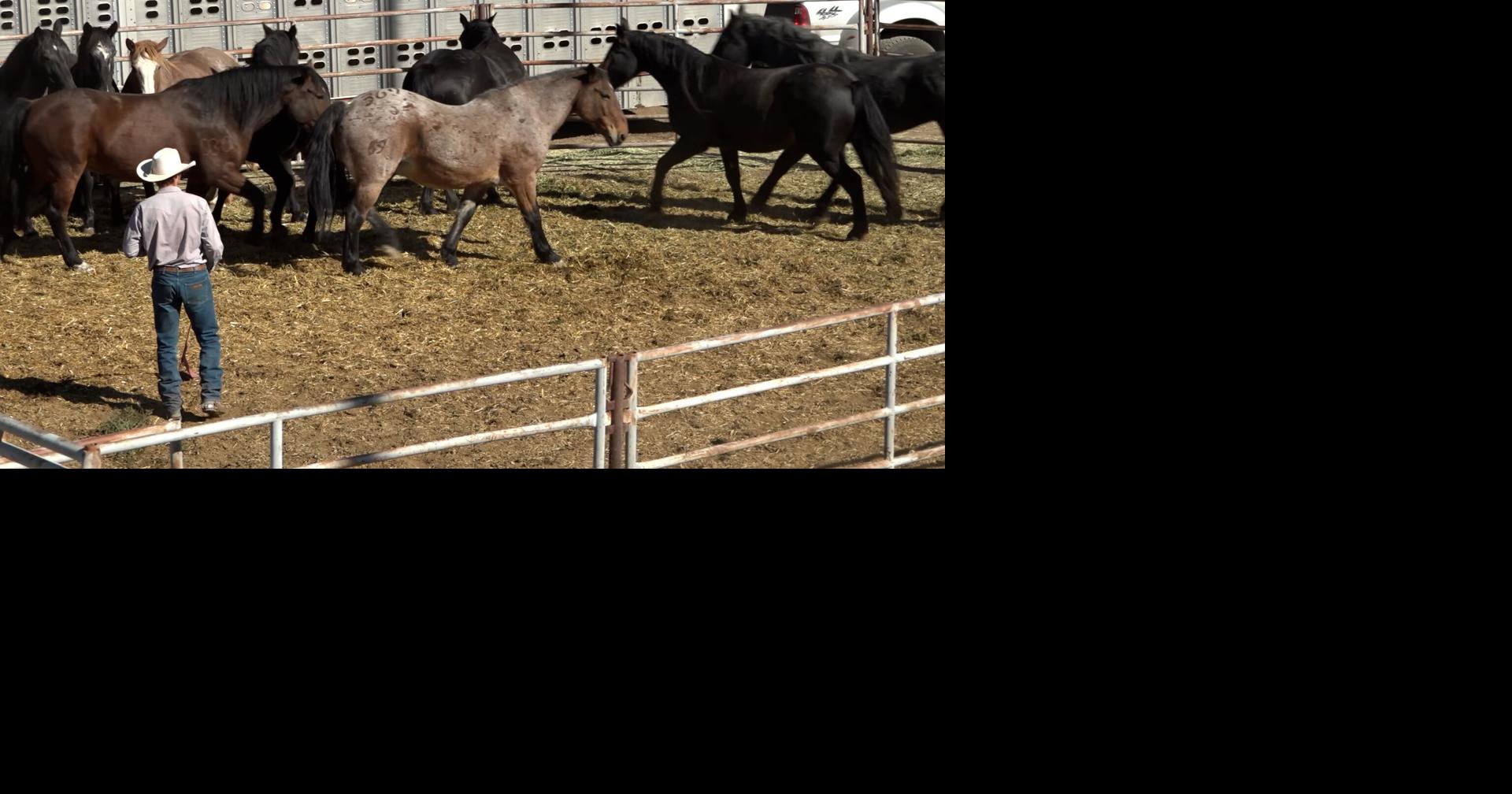 Redmond prepares for Columbia River Circuit Finals Rodeo | Redmond News ...
