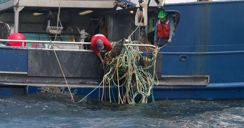 Humpback freed from fishing gear off Oregon Coast unlikely to survive
