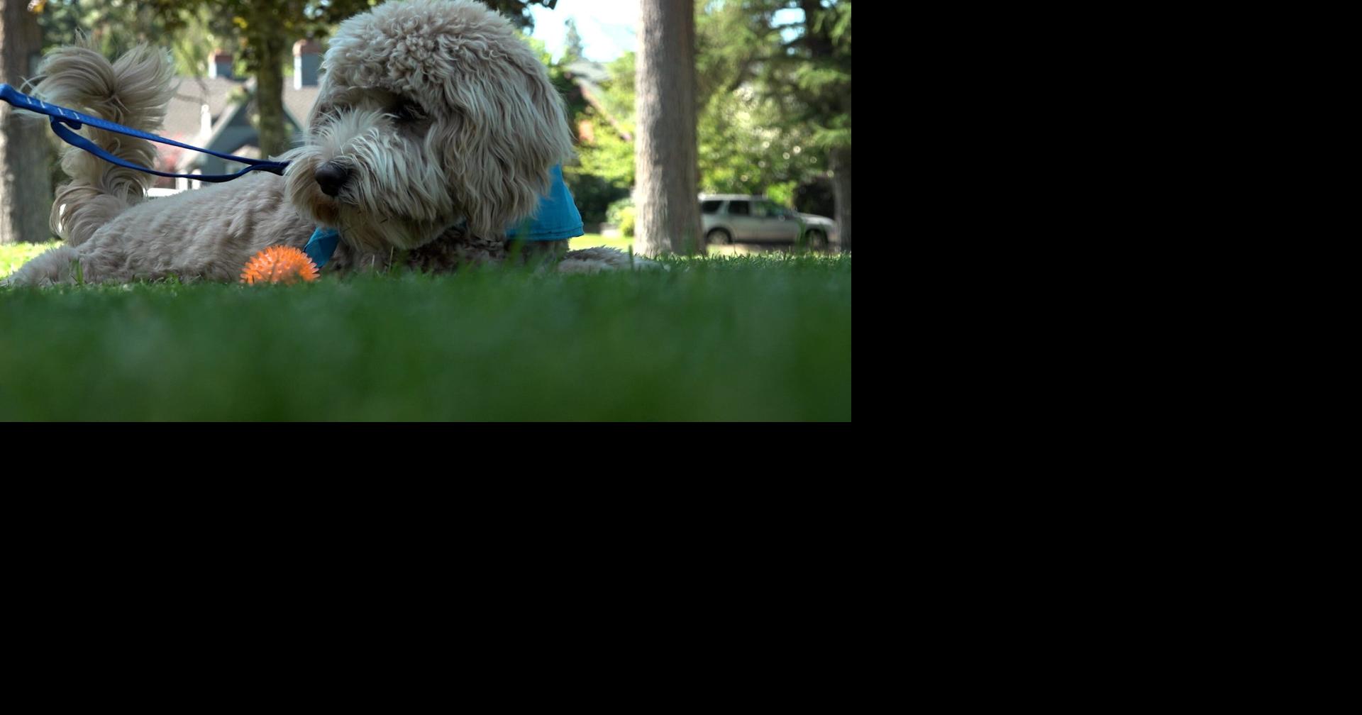 'He couldn't stand up': Bend puppy gets high from discarded joint at Drake Park