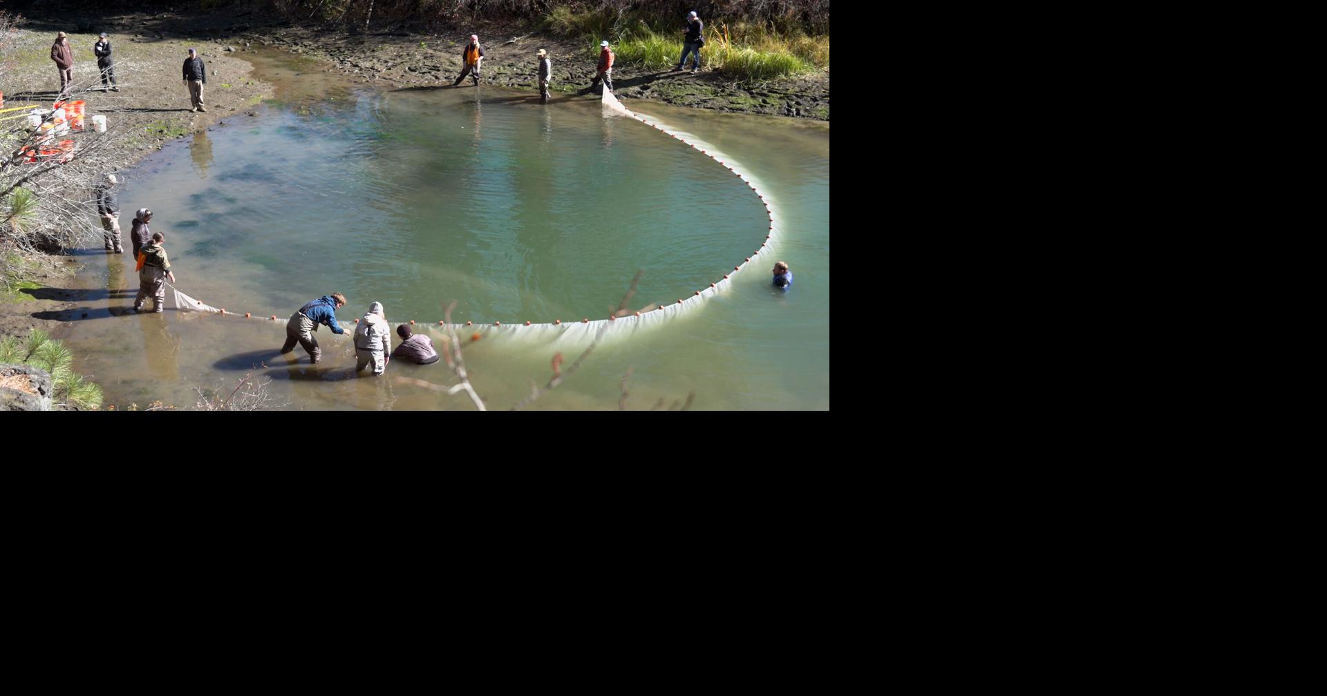 Volunteers rescue fish from lowered Deschutes River side ponds near ...