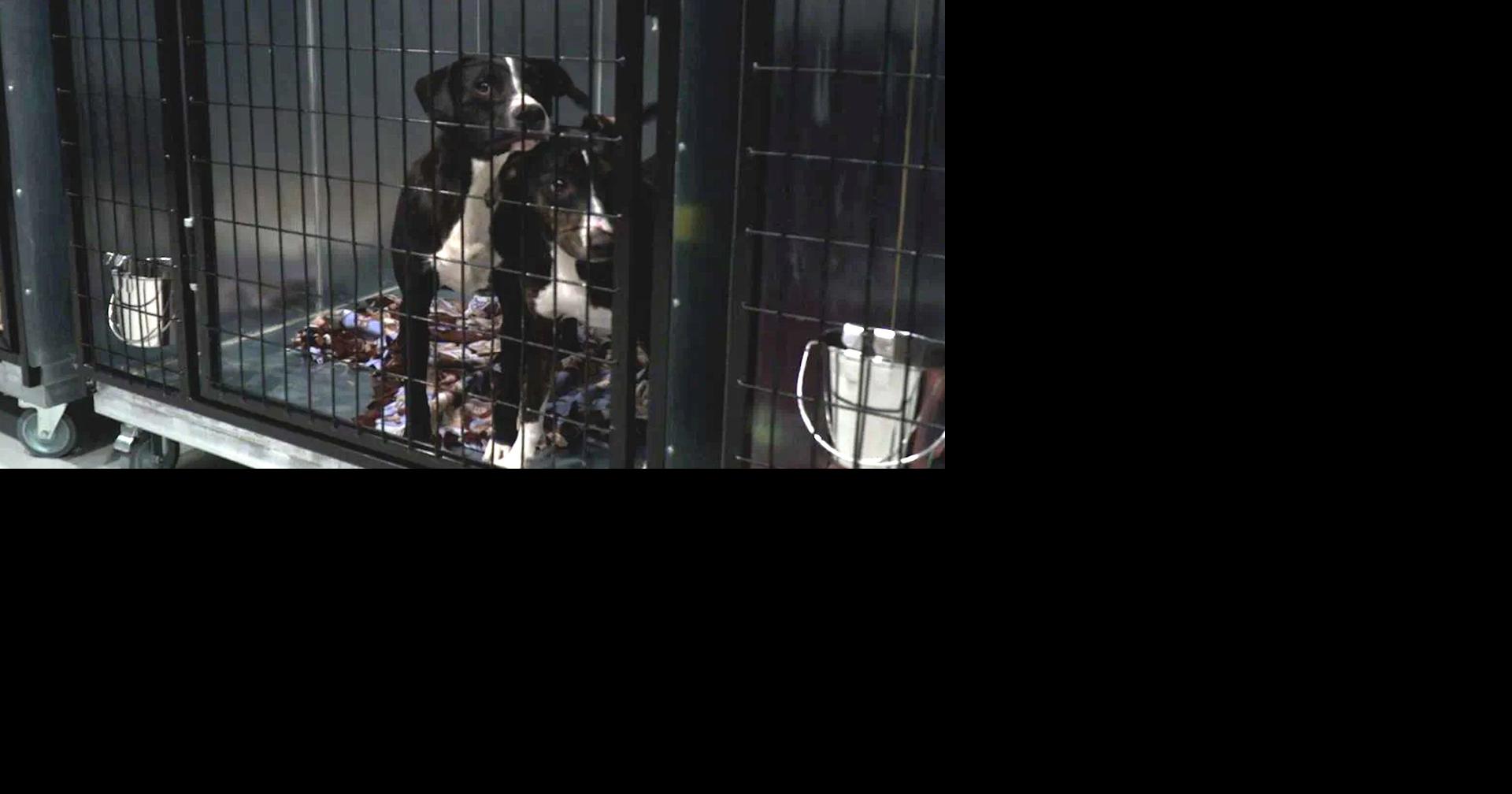 Street Dog Hero takes in 50 dogs from closing Madras animal shelter