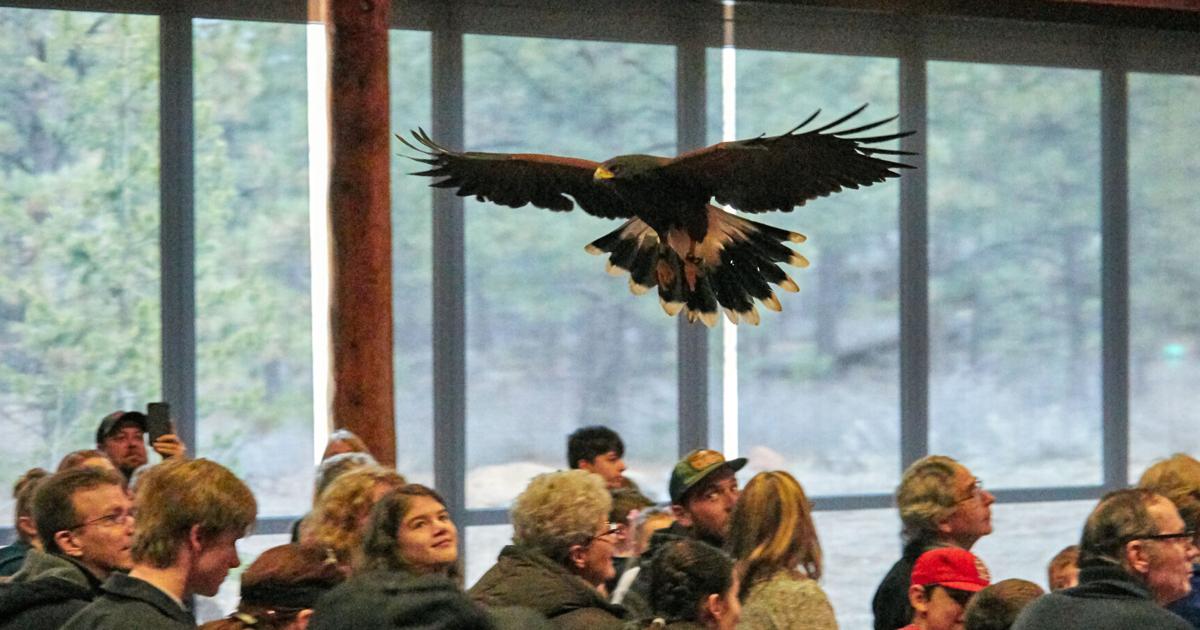 Tuscon Raptor Show Sky Hunters raptor show returns for High Desert Museum | Pets, Animals ...