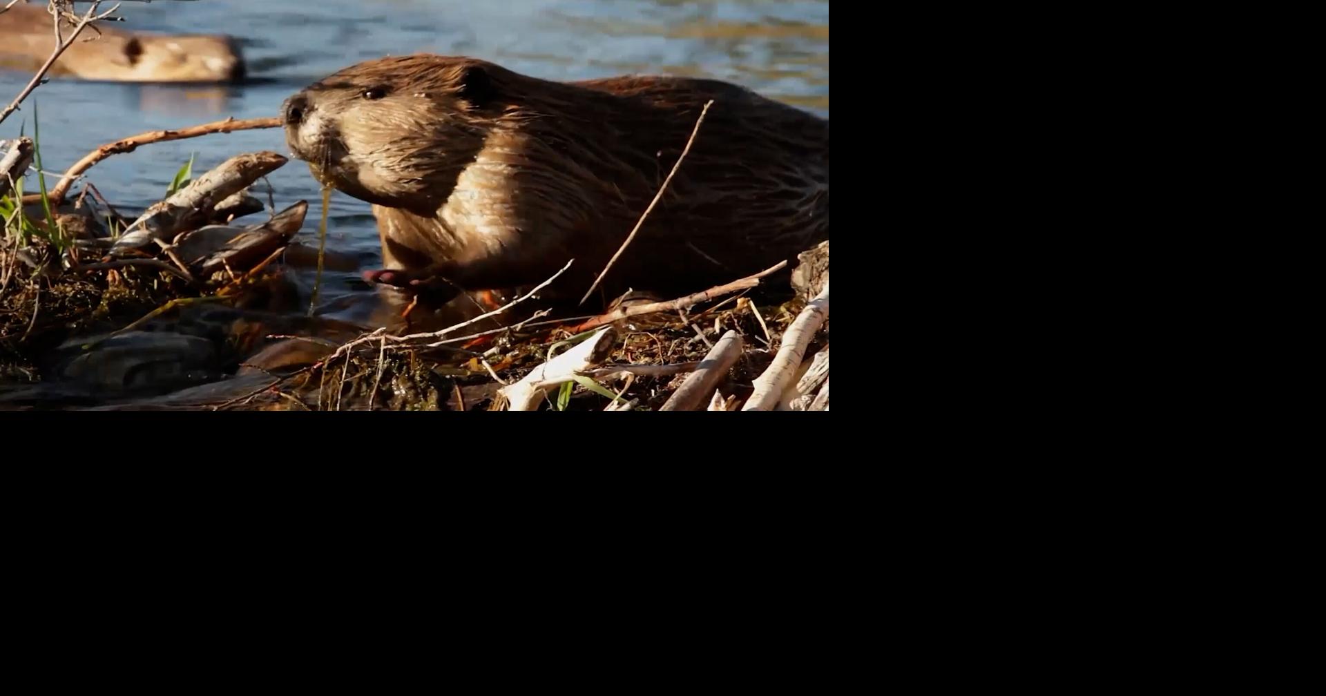 After a brutal fire season, Think Wild turns to volunteers to save beaver habita...