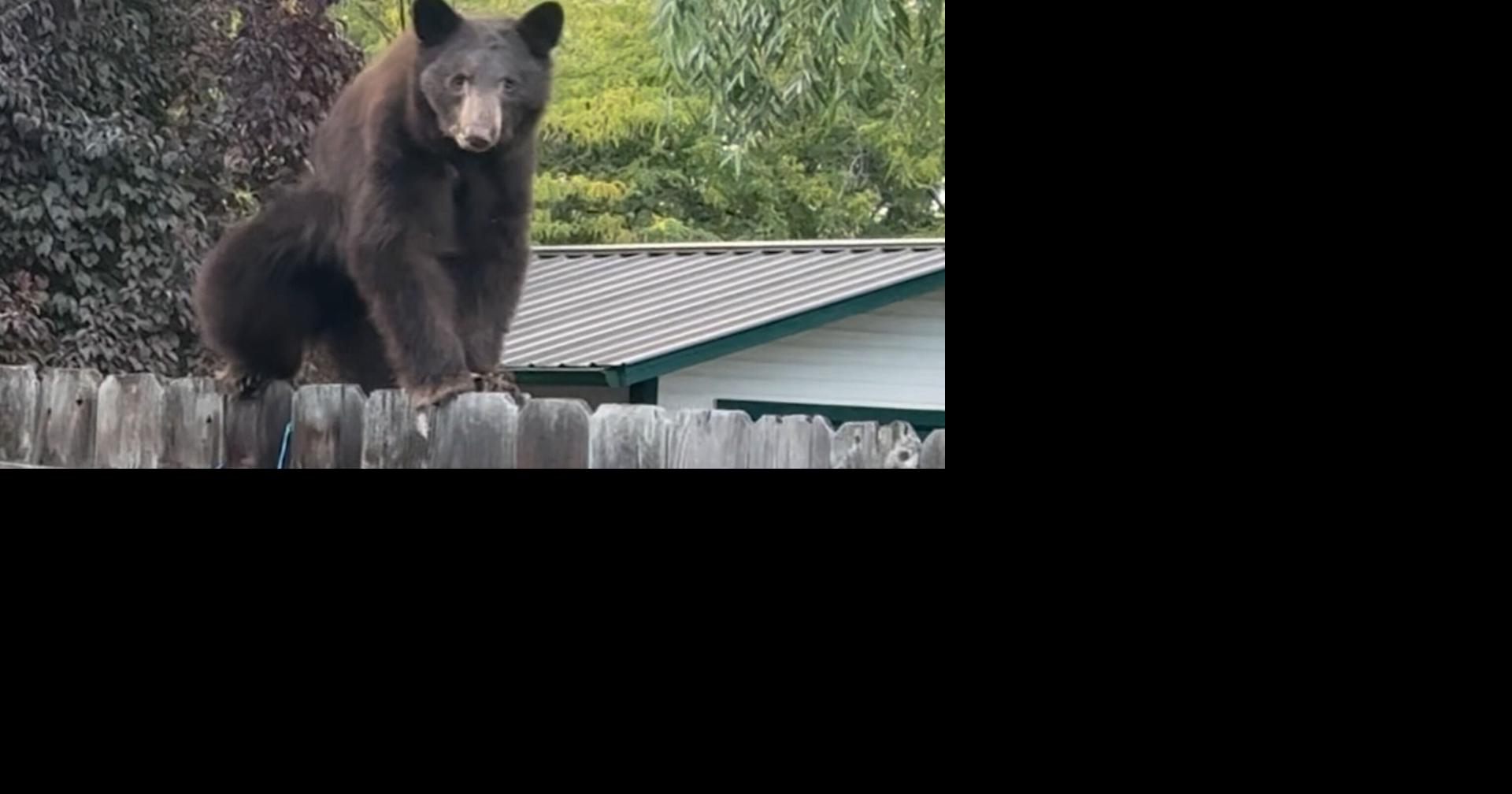 It's the busiest bear season a Bend biologist has ever seen. Here's why