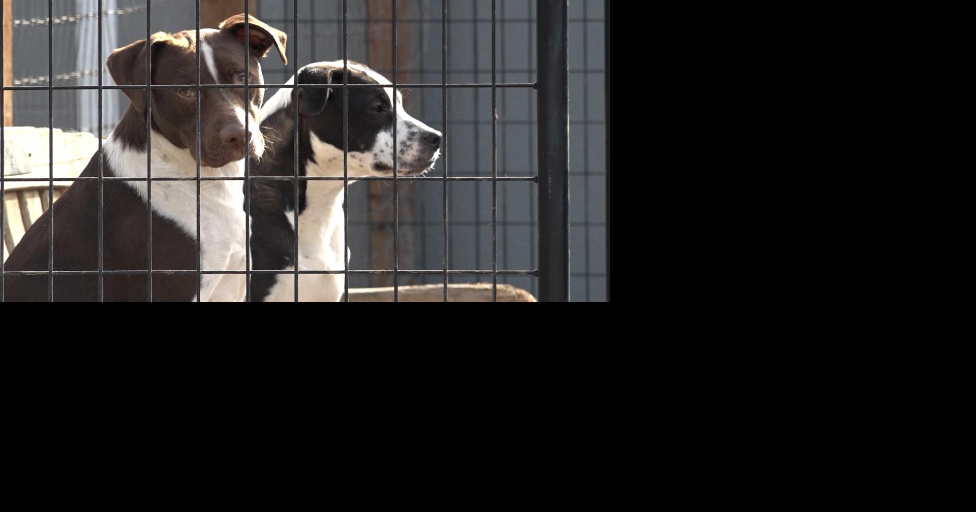 Madras animal shelter fights for contract extension Madras / Warm