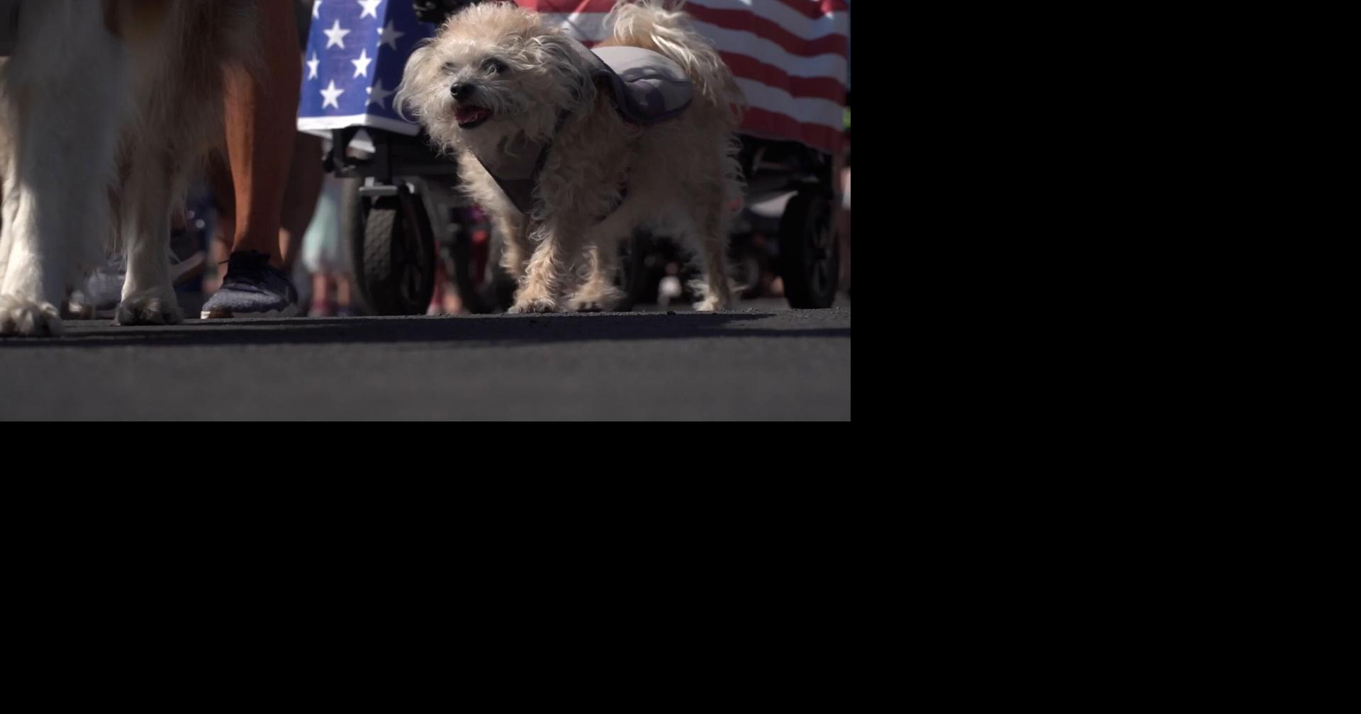 Volunteers needed for Bend's July 4th Pet Parade