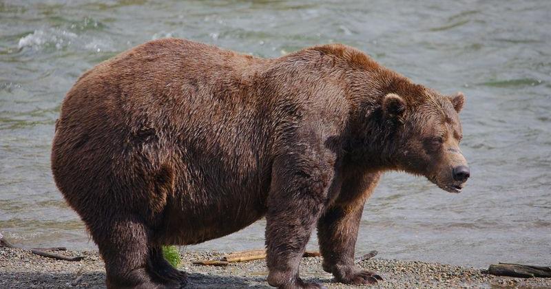 Fat Bear Week is back. What to know about the competition