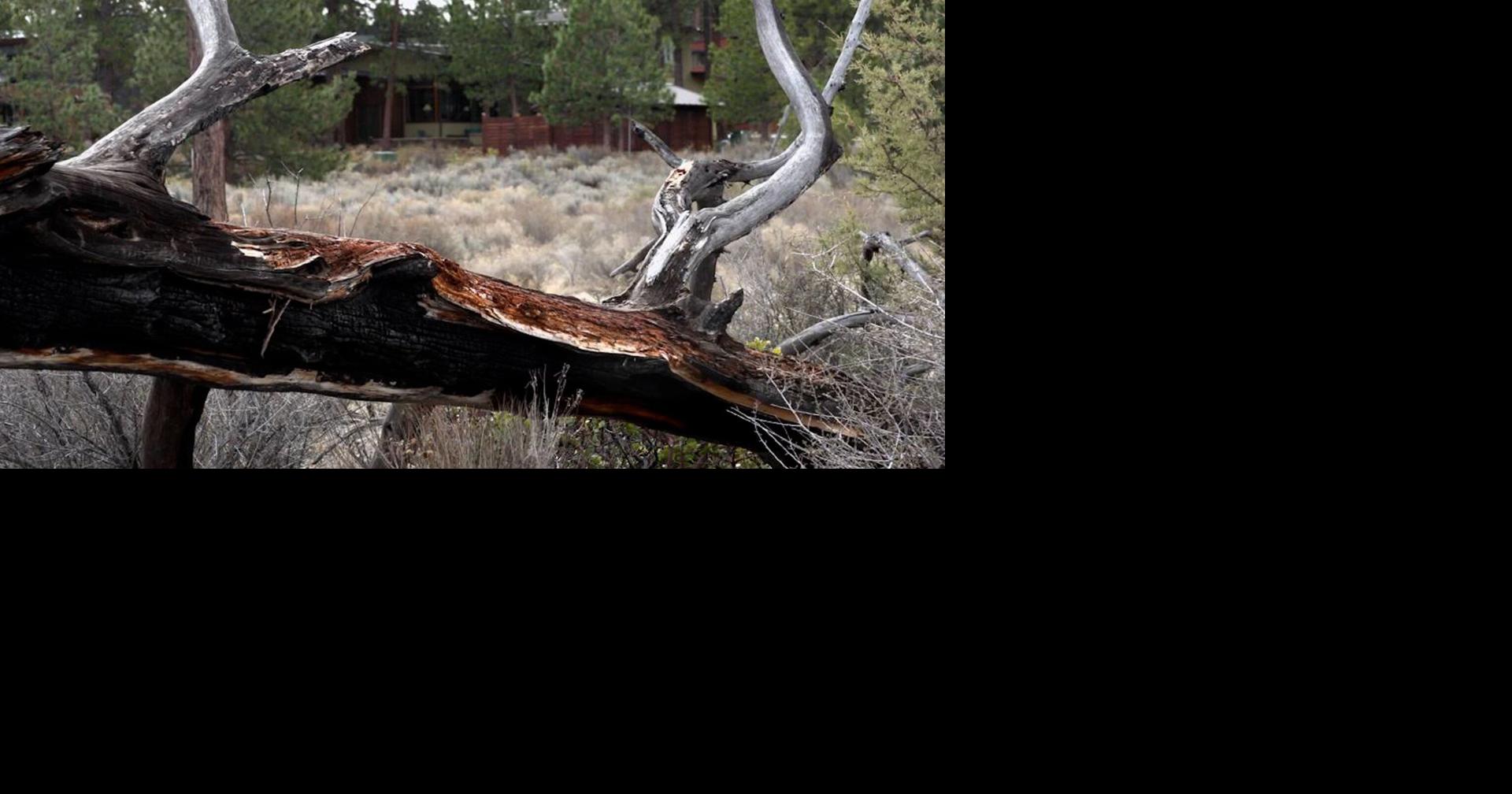 Firewise hosting two wildfire preparedness seminars Thursday in Bend ...
