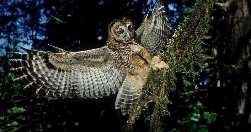 'It has happened': Spotted owls functionally extinct in parts of PNW