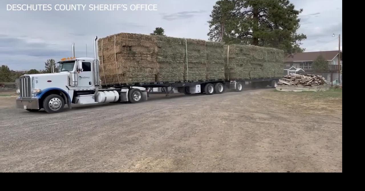 Anonymous donor gives 26 tons of hay to 15 neglected horses | Local ...
