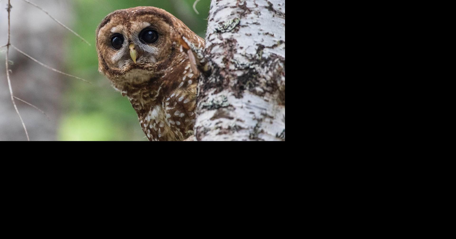 BLM announces plans to advance northern spotted owl recovery | Pets ...