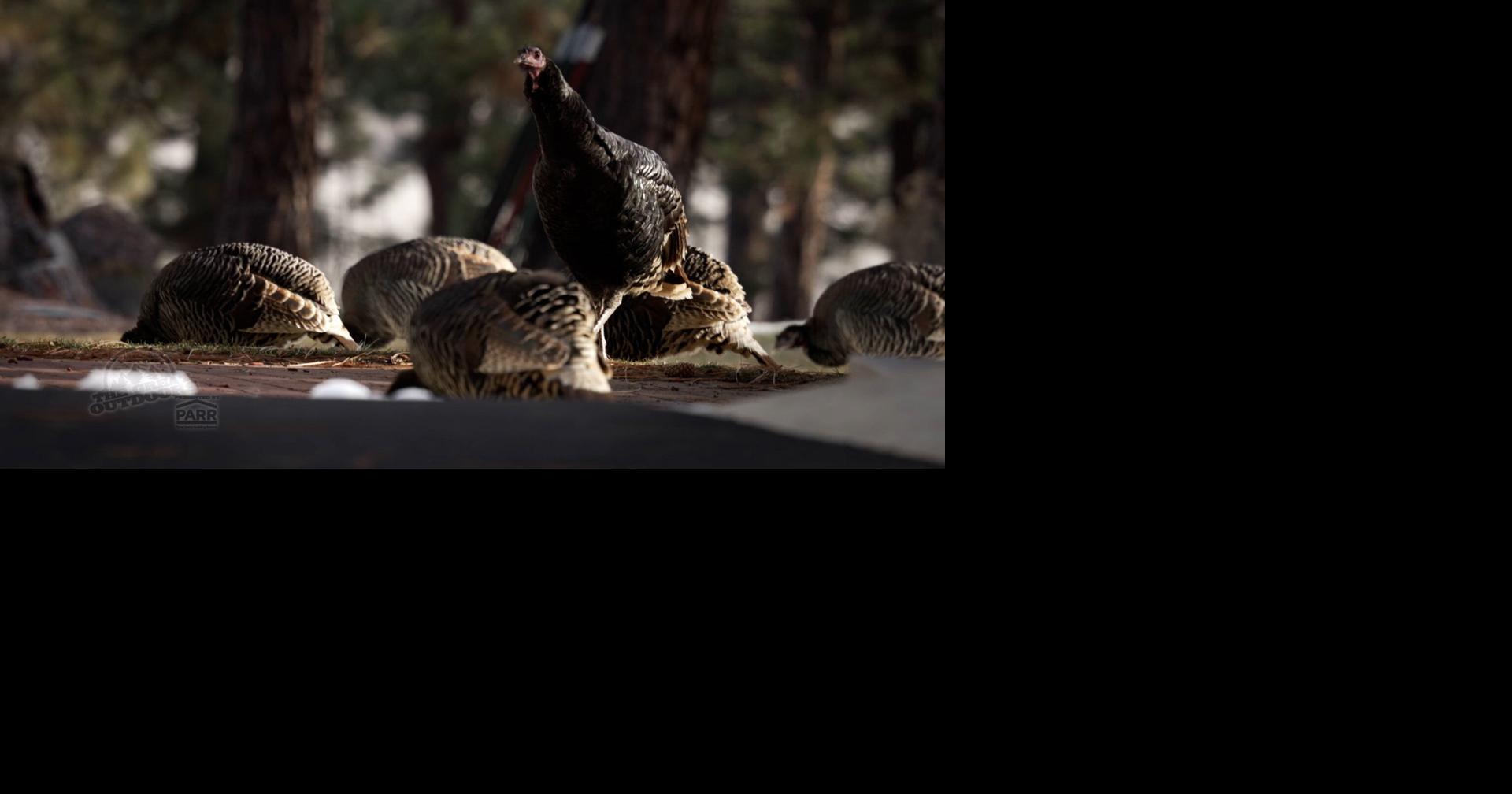 Wild turkeys flock to Sisters, raising concerns | The Great Outdoors ...