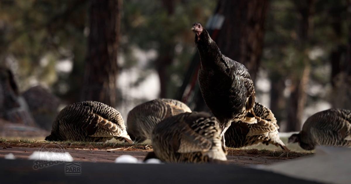 Springfield Oregon Turkeys Wild turkeys flock to Sisters, raising concerns | The Great Outdoors ...