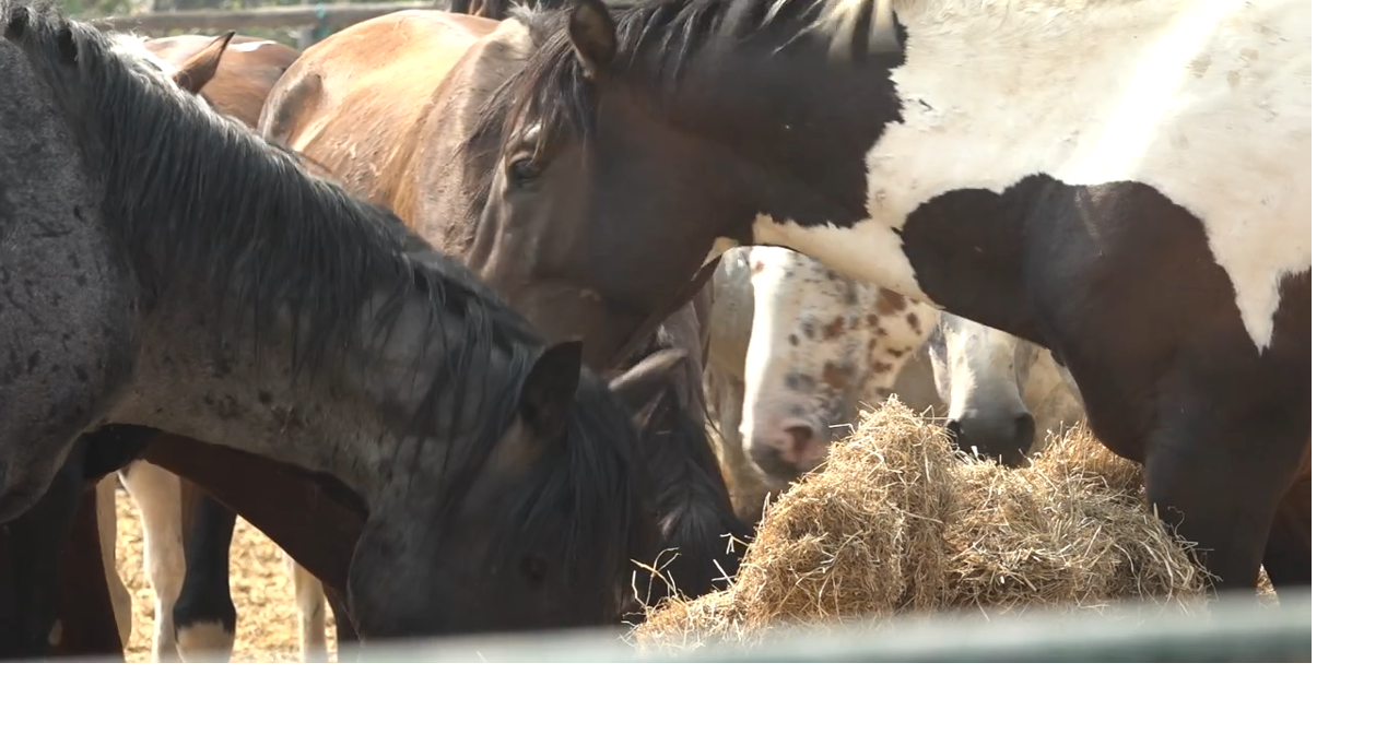 Rancher seeks help feeding Warm Springs wild horses after grazing land scorched