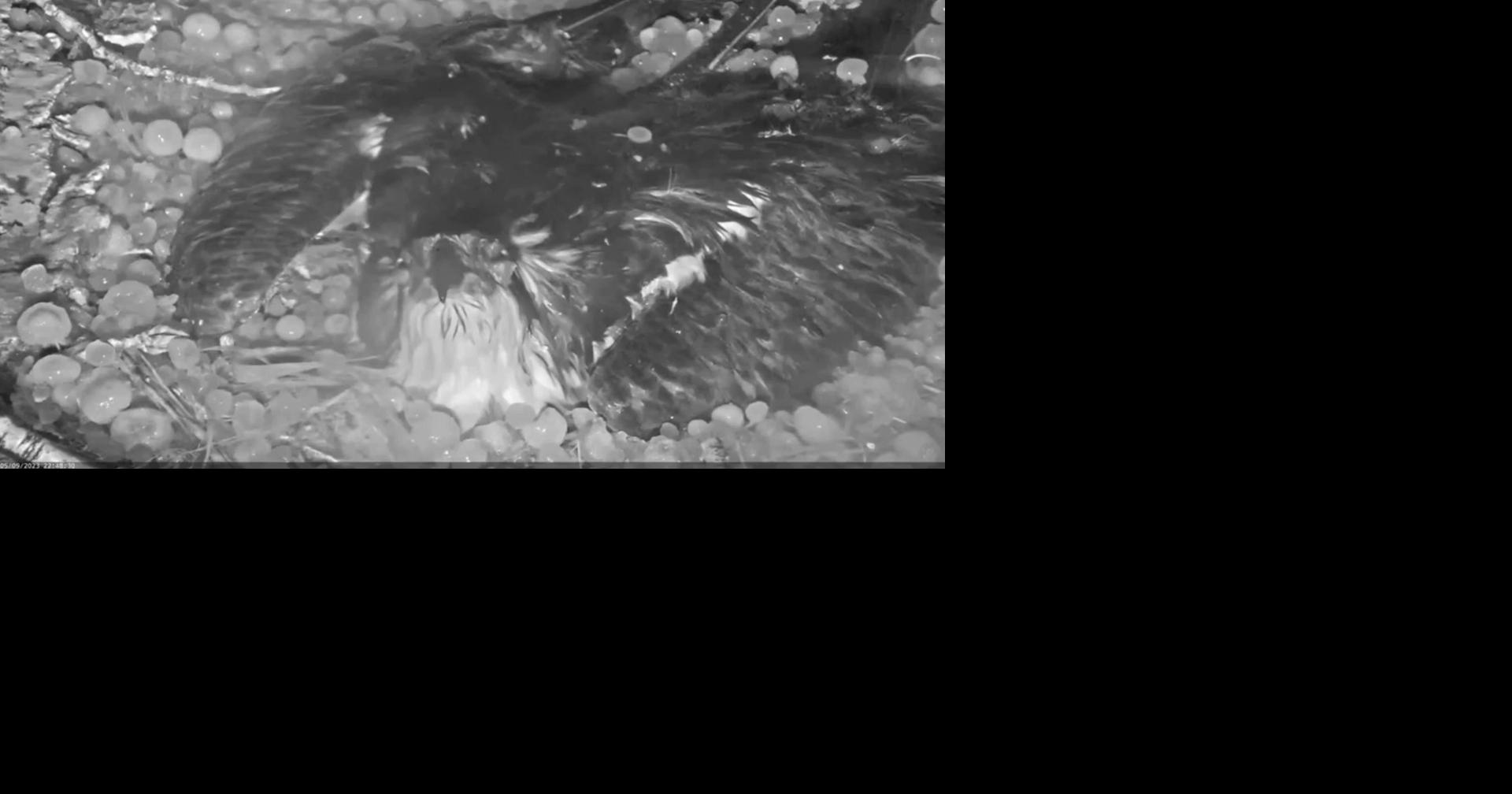 VIDEO: Colorado osprey takes beating from hail while protecting her eggs |  National/World | centraloregondaily.com