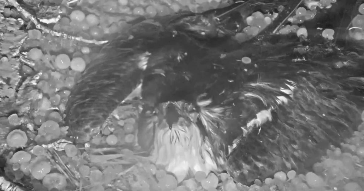 VIDEO: Colorado osprey takes beating from hail while protecting her eggs | National/World | centraloregondaily.com