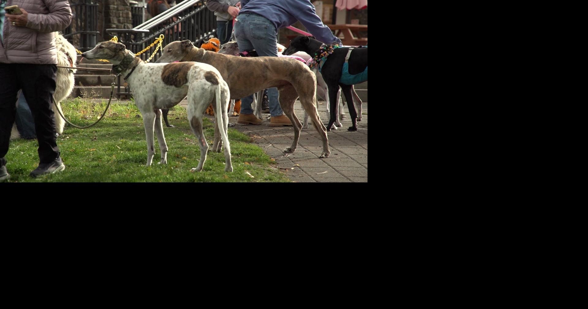 Central Oregon dogs join Global Greyhound Walk