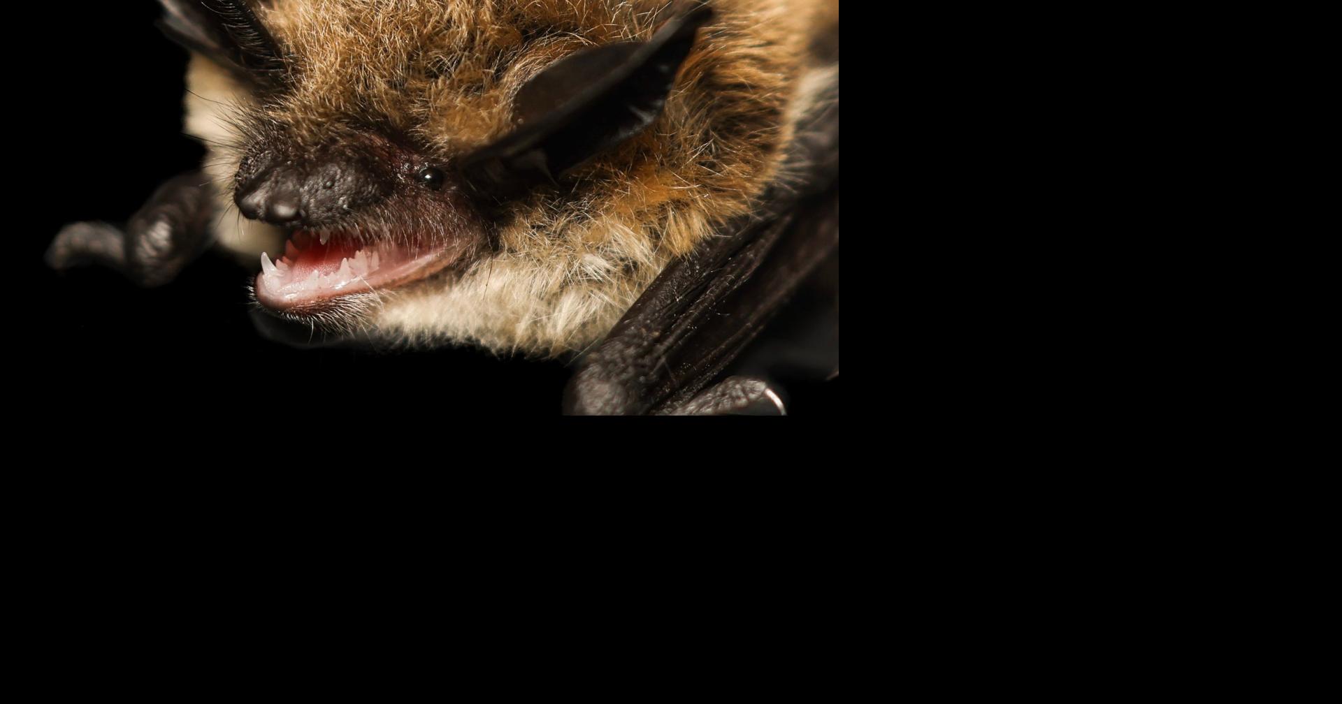 Wildfire smoke is confusing bats; Deschutes County rabies cases are high this ye...