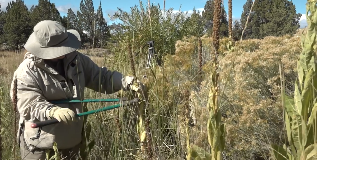 Volunteers give Reynolds Pond a makeover for Public Lands Day