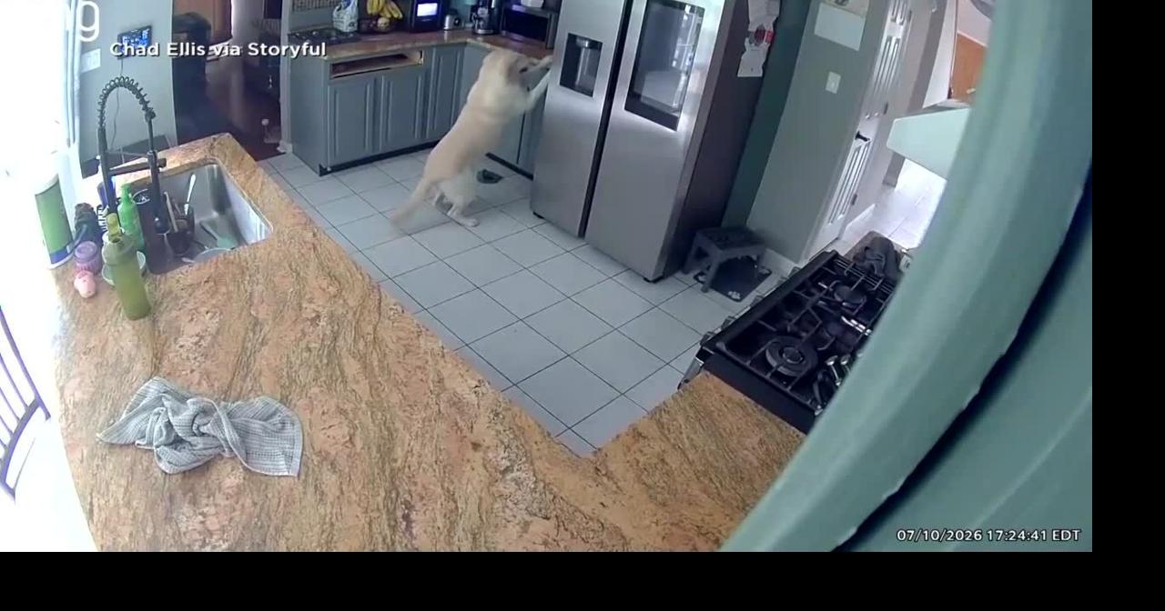 Caught on camera: Dog starts kitchen fire that kills 3 pets