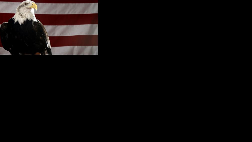 Bald eagle officially designated U.S. national bird 