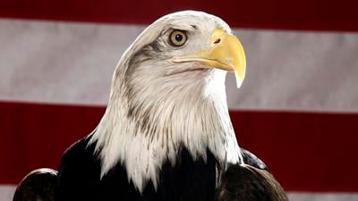 Bald eagle officially designated U.S. national bird
