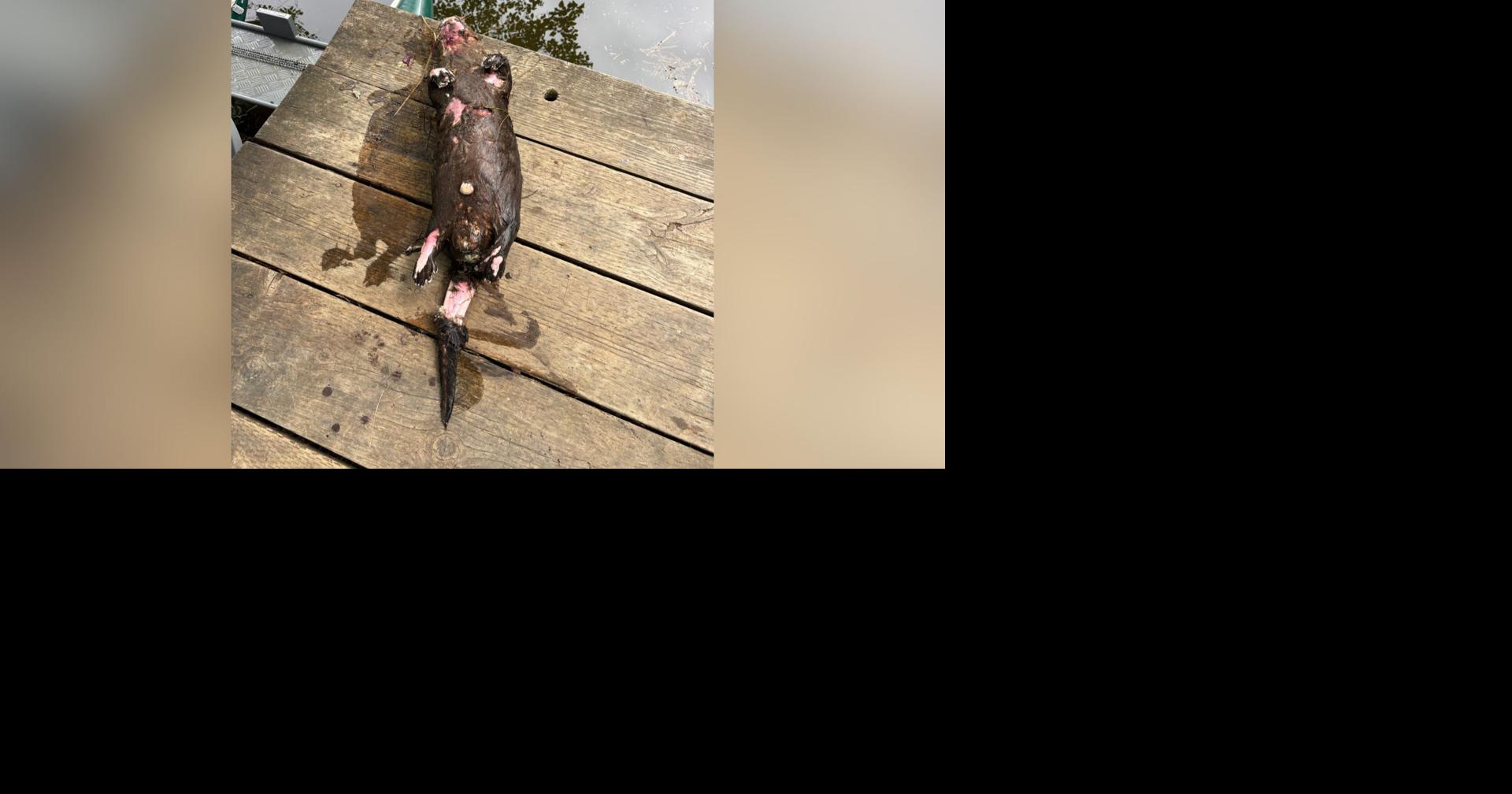 Who shot a river otter at a Lincoln County fishing hole? OSP wants to know