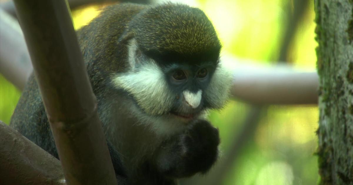 Order Monkeys Cute video alert! Oregon Zoo welcomes 2 playful red-tailed monkeys ...