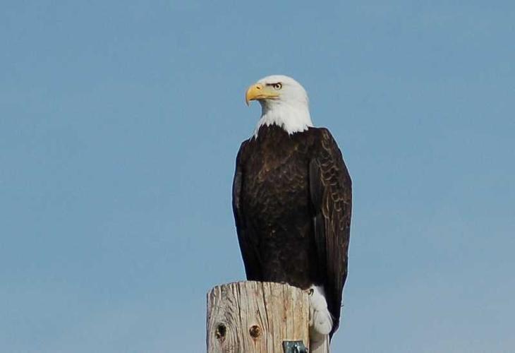 32 Birds of Prey Found in California! (2023) - Bird Watching HQ