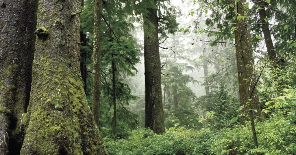 Oregon's Forestry and Logging Industry: From Planting to Harvest